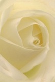 This image immerses you in the gentle heart of a cream-white rose-a hallmark of Brent's subtle floral traditions. The petals, spiraling from the centre, invite the senses to explore their soft, dew-flecked surfaces, reminiscent of a cool dawn by Welsh Harp Reservoir. Gentle shadows create quiet drama within the ivory folds, balancing light and depth in a way that feels at once serene and uplifting. As a florist rooted in Brent, I see in this rose the pure embodiment of respect and renewal, fitting for both sorrowful goodbyes and the happiest new beginnings. Its understated, lingering scent brings to mind calm moments in Roundwood Park, while the expert craftsmanship behind the arrangement ensures it speaks volumes. Through this close vantage, the flower's artistry and emotional resonance shine-making it a trusted choice for anyone in Brent wishing to send a message that is heartfelt and timeless.